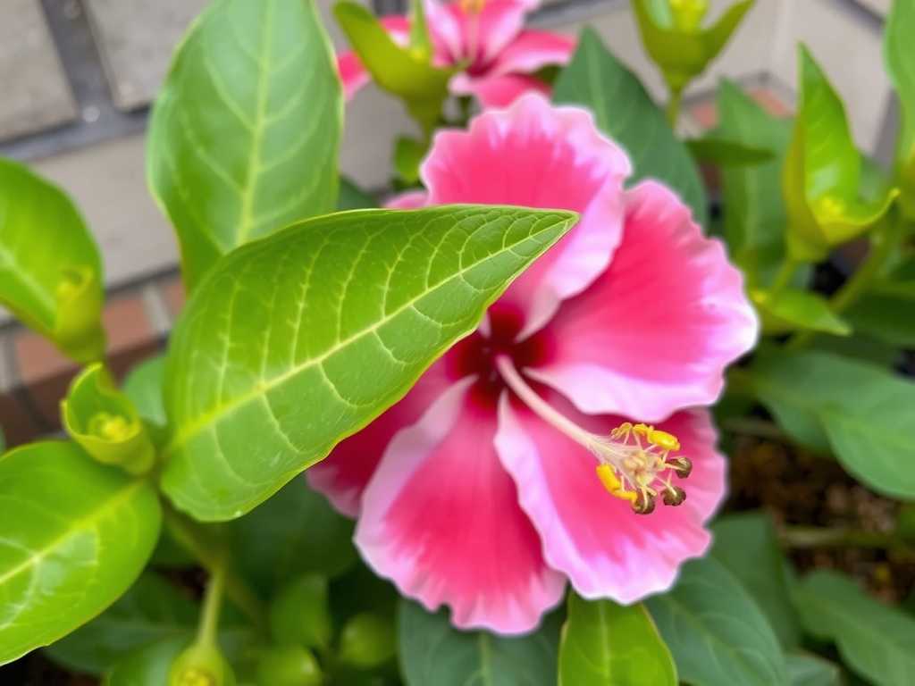 How to Fix Hibiscus Sticky Leaves: Aphid & Honeydew Solutions
