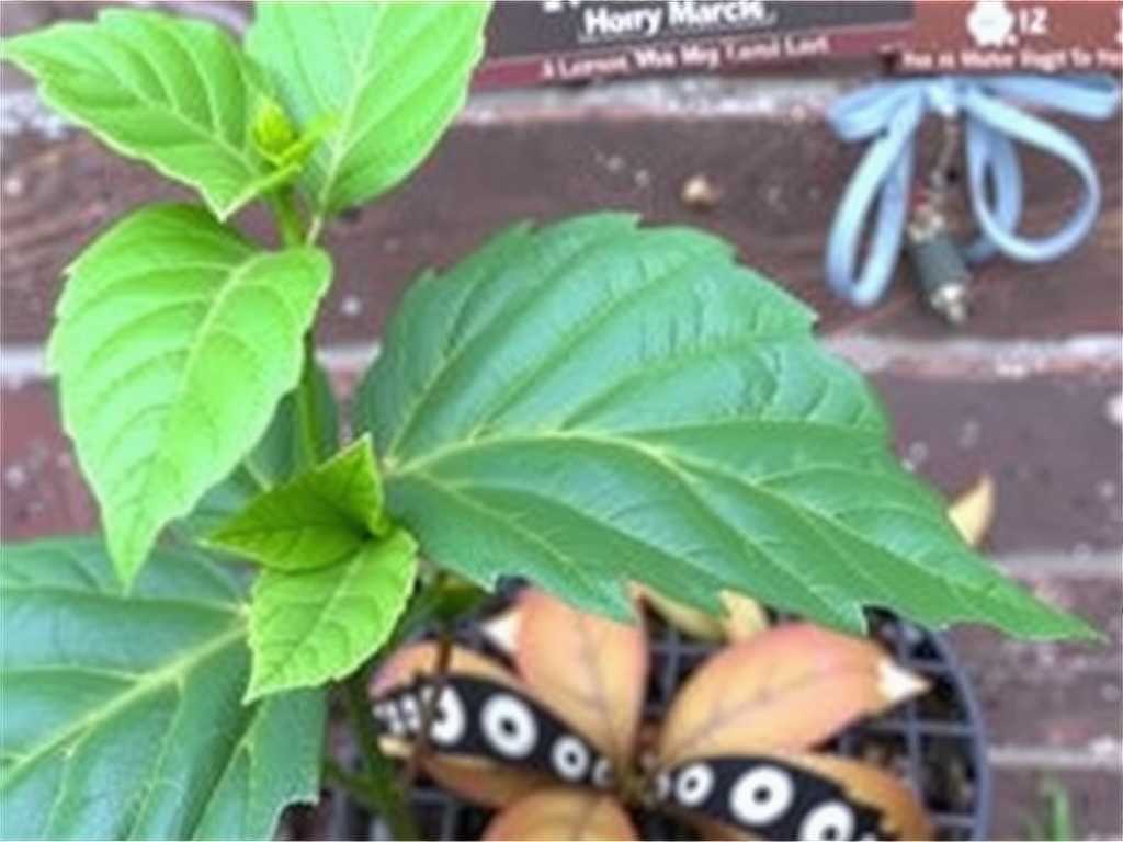 How to Treat Hibiscus Leaf Curl: Pest & Water Checks(1)