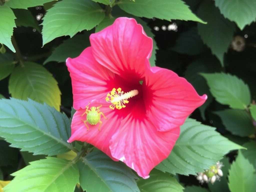 How to Get Rid of Spider Mites on Hibiscus: Water Blast Method