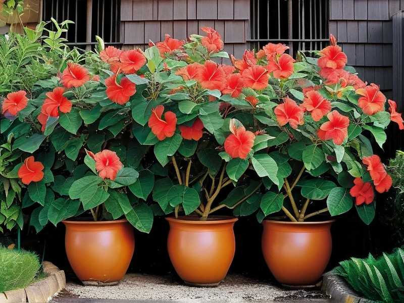 How to Encourage Basal Growth on Tall Hibiscus Shrubs
