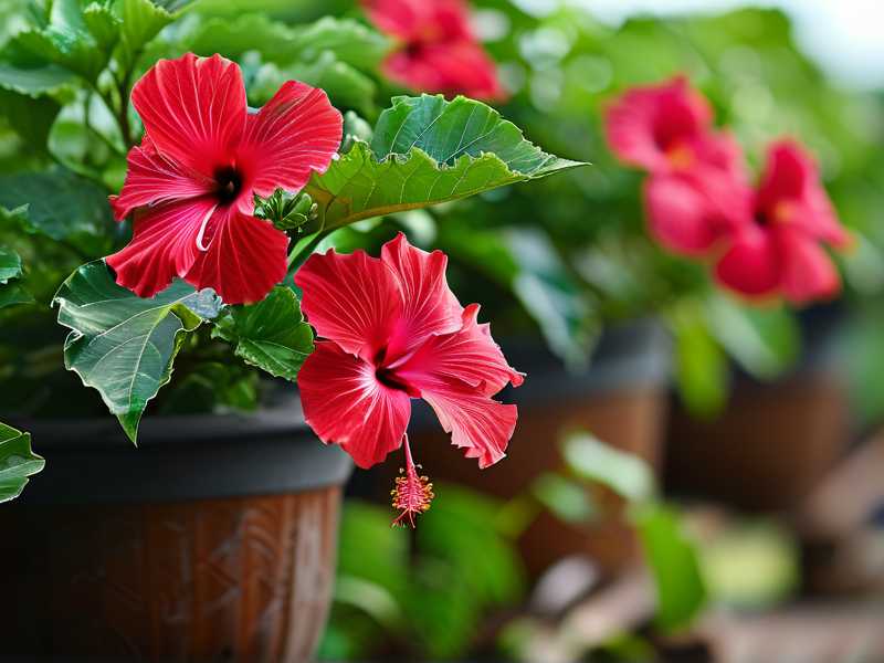 Hibiscus Care for Greenhouse-Grown Outdoor Transition(1) Hibiscus Care for Greenhouse-Grown Outdoor Transition(1)