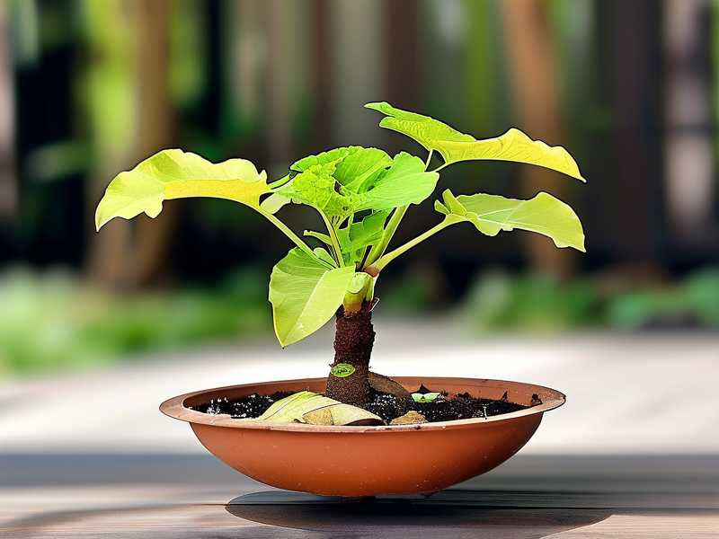 How to Remove Sucker Shoots From Hibiscus Root Bases How to Remove Sucker Shoots From Hibiscus Root Bases