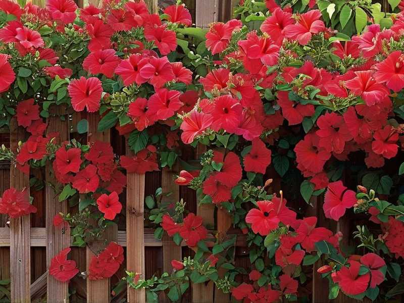 Sturdy Trellis Options for Climbing Hibiscus Varieties