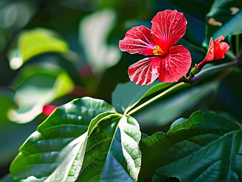 How to Fix Hibiscus Bud Drop in Summer Heat Stress Solutions